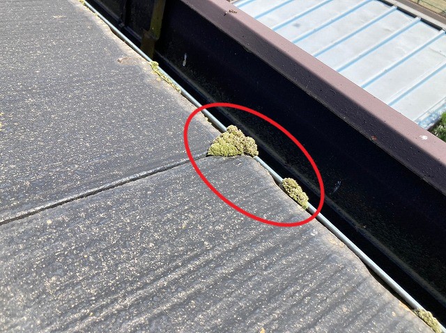 コロニアルのコケ